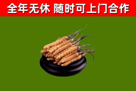 宣城烟酒回收冬虫夏草.jpg